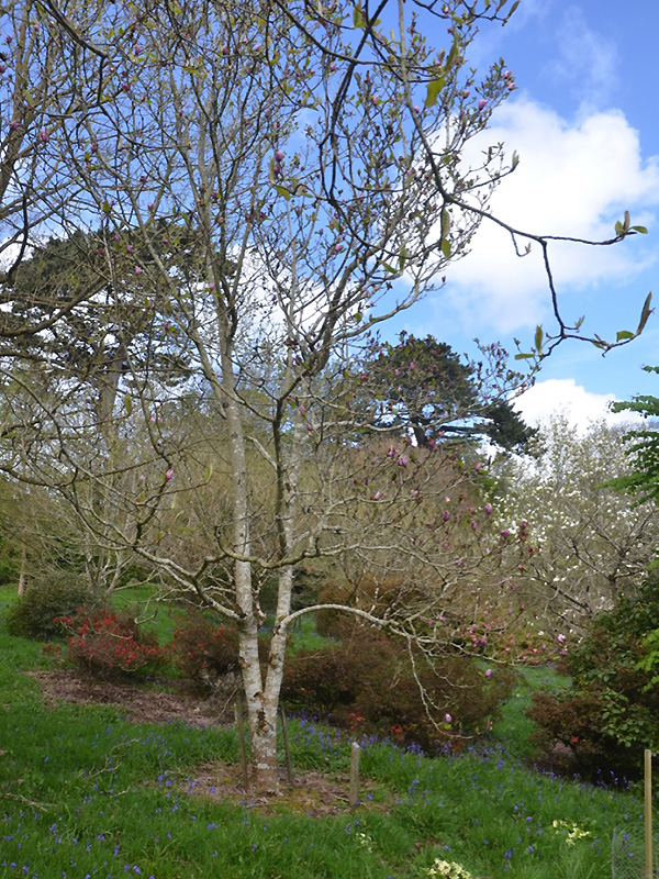 Magnolia liliiflora 'Serene'. form. Caerhays Castle, Goran, Cornwall, United Kingdom.