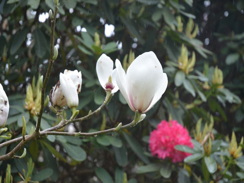 Magnolia liliiflora x veitchii 'Sayonara', flower, Caerhays Castle, Goran, Cornwall, United Kingdom.
