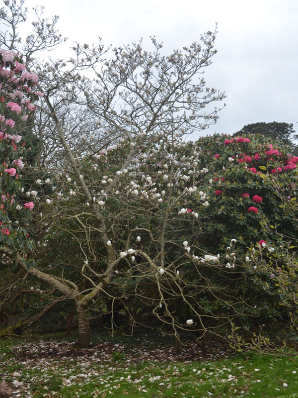 Magnolia liliiflora x veitchii 'Sayonara', form, Caerhays Castle, Goran, Cornwall, United Kingdom.