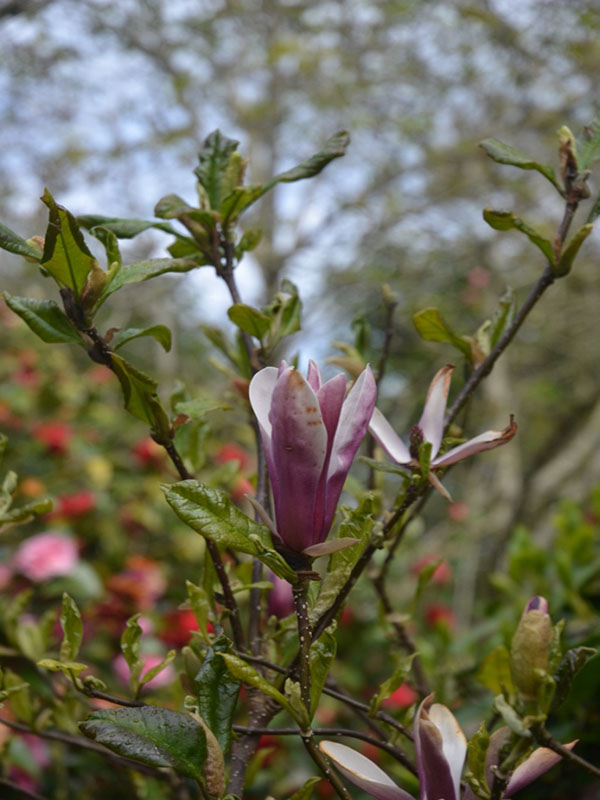 Magnolia liliiflora 'Nigra', flower, Caerhays Castle, Goran, Cornwall, United Kingdom.