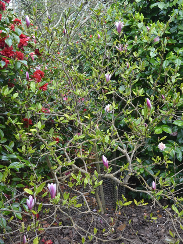 Magnolia-liliiflora-Nigra-cc-frm1