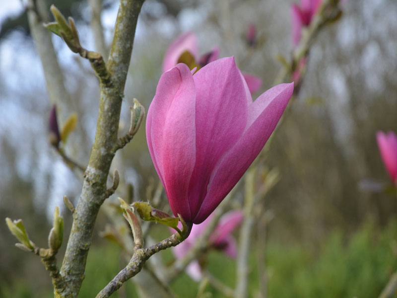 Magnolia liliiflora 'Diva', flower, Caerhays Castle, Goran, Cornwall, United Kingdom.