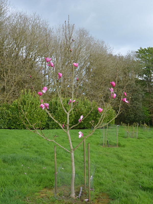 Magnolia liliiflora 'Diva', form, Caerhays Castle, Goran, Cornwall, United Kingdom.