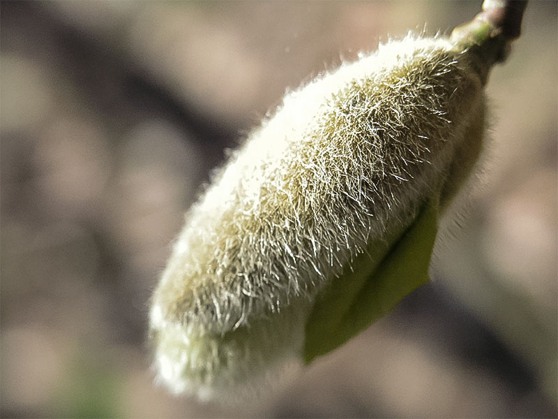 An emerging flower bud.