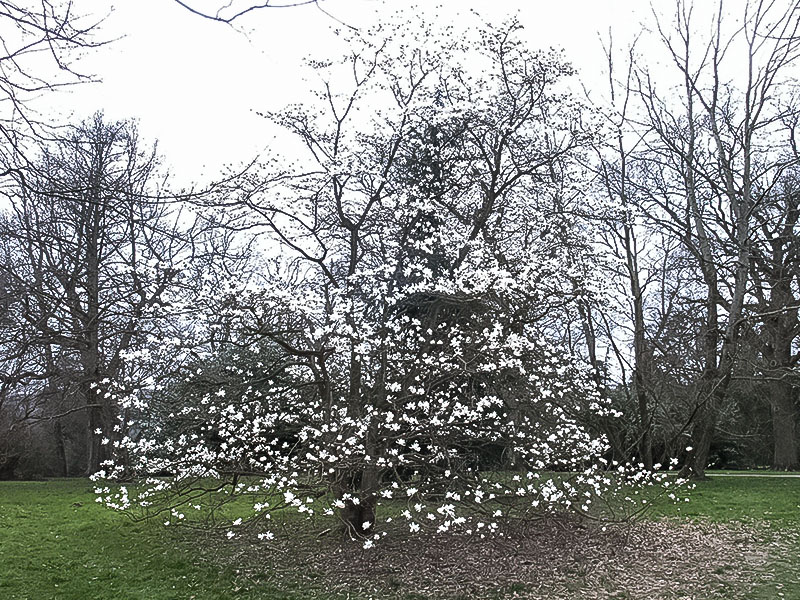 Magnolia-lobneri-Merrill-frm2.jpg