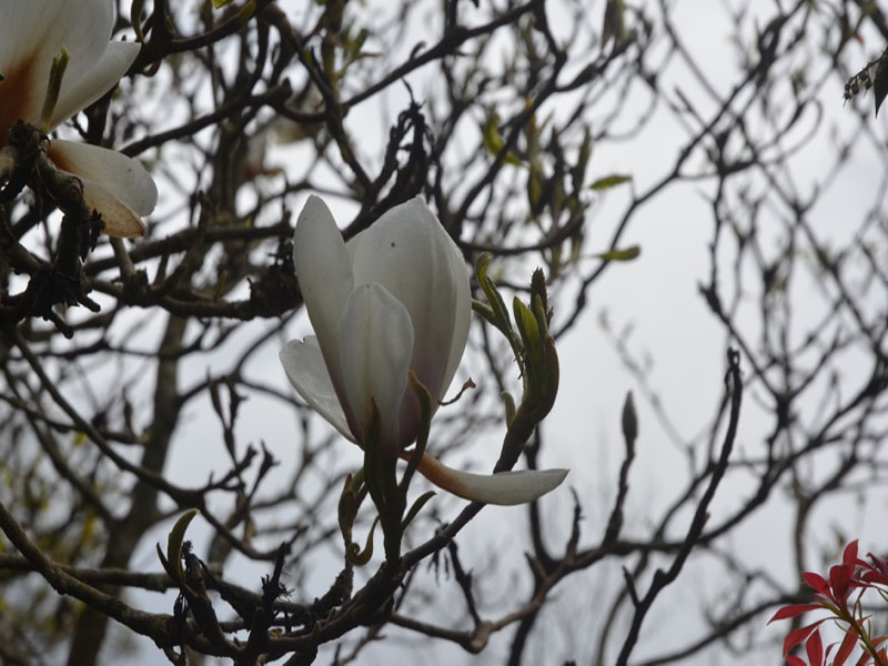 Magnolia 'Lotus', flower, Caerhays Castle, Goran, Cornwall, United Kingdom.