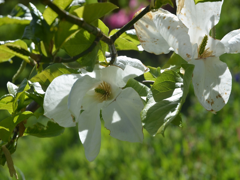 Magnolia pseudokobus 'Kubushimodoki', form, Caerhays Castle, Goran, Cornwall, United Kingdom.
