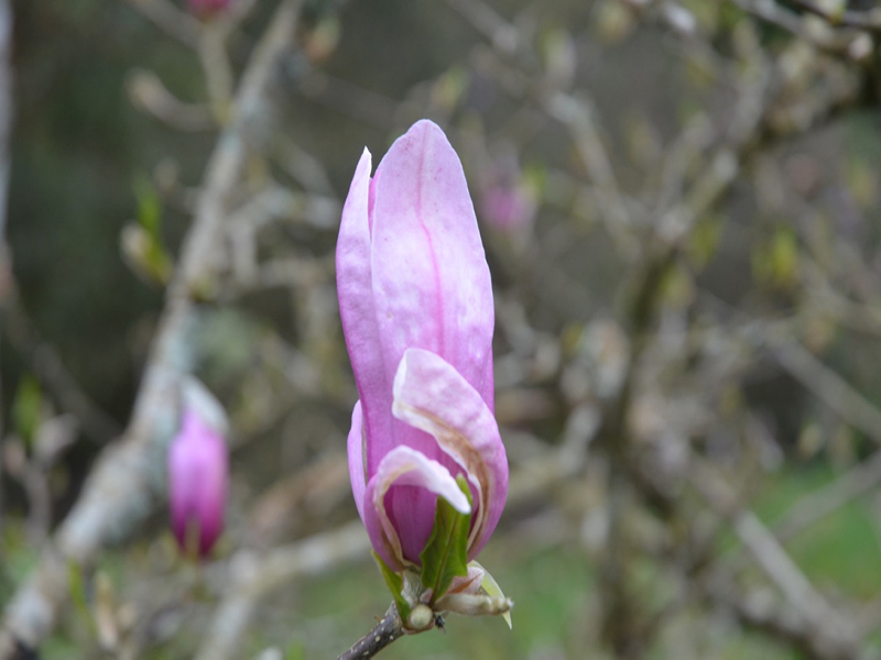 Magnolia quinquepeta x stellata 'Betty', flower bud, Lanhydrock House and Garden, Bodmin, Cornwall, United Kingdom. 