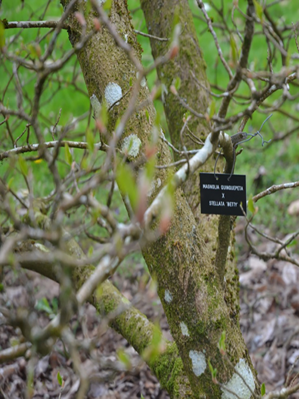 Magnolia quinquepeta x stellata 'Betty', bark, Lanhydrock House and Garden, Bodmin, Cornwall, United Kingdom. 