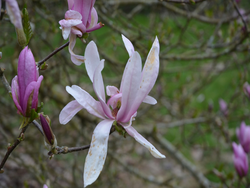 Magnolia quinquepeta x stellata 'Betty', flower, Lanhydrock House and Garden, Bodmin, Cornwall, United Kingdom. 