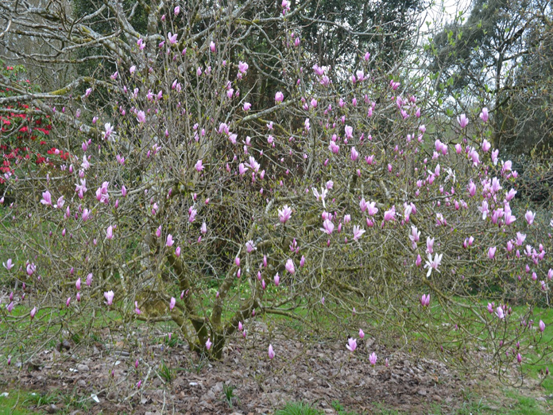 Magnolia quinquepeta x stellata 'Betty', form, Lanhydrock House and Garden, Bodmin, Cornwall, United Kingdom. 