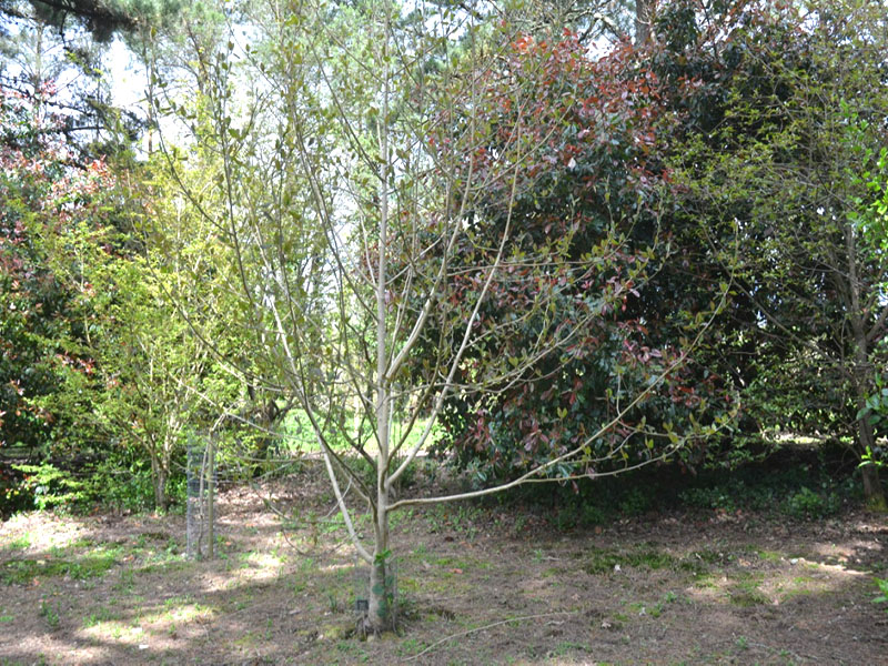 Magnolia robusta campbelli, form. National Trust Trelissick Garden, Feock, near Truro, Cornwall, United Kingdom.