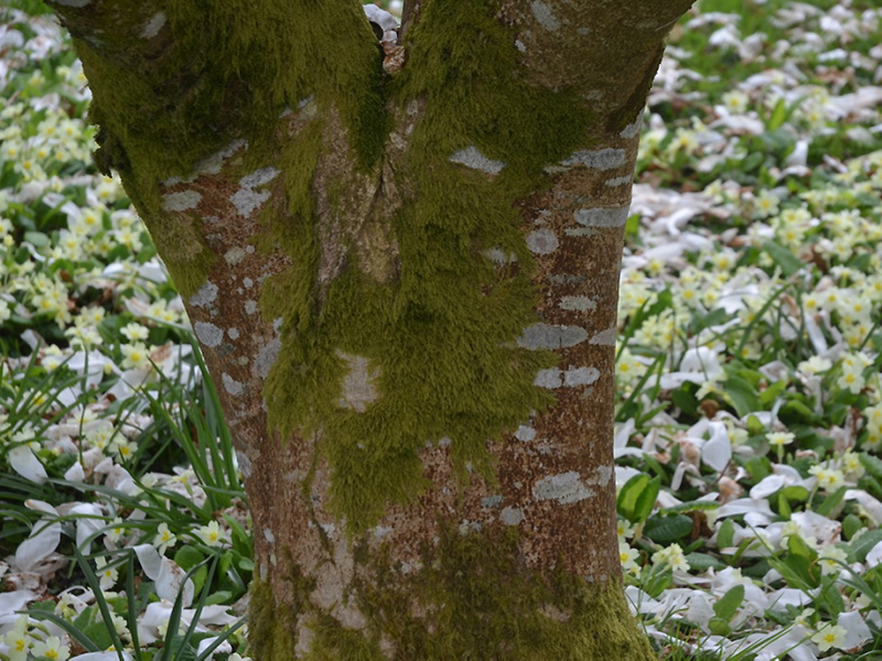 Magnolia 'Wada's Memory', bark.  Lanhydrock House and Garden, Bodmin, Cornwall, United Kingdom. 