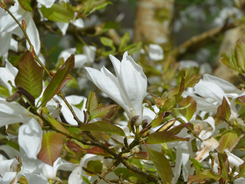 Magnolia 'Wada's Memory', flower. Lanhydrock House and Garden, Bodmin, Cornwall, United Kingdom. 