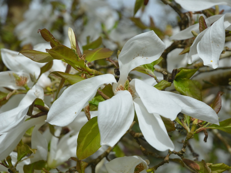 Magnolia 'Wada's Memory', flower. Lanhydrock House and Garden, Bodmin, Cornwall, United Kingdom. 