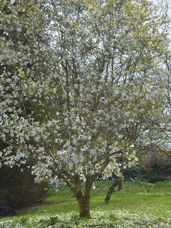 Magnolia 'Wada's Memory', form. Lanhydrock House and Garden, Bodmin, Cornwall, United Kingdom. 