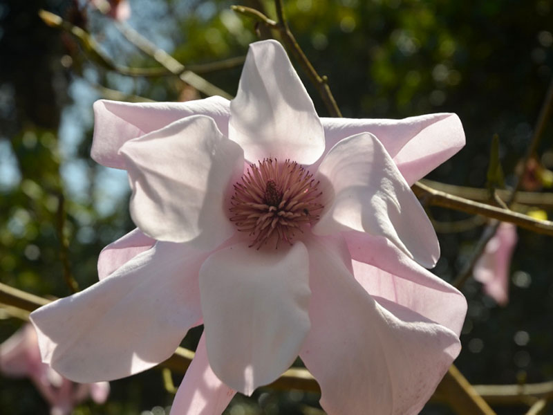 Magnolia campbellii x sargentiana var. robusta, flower. Burncoose Nursery and Gardens, Gwennap, Redruth, Cornwall, England.