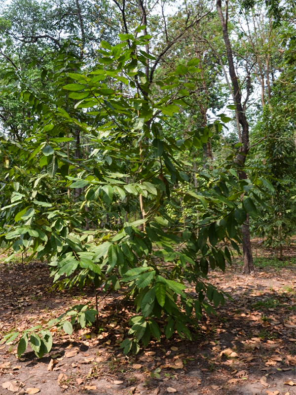 Magnolia sirindhorniae, Form