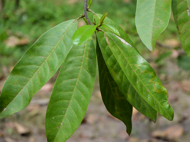 Magnolia sirindhorniae, Leaf