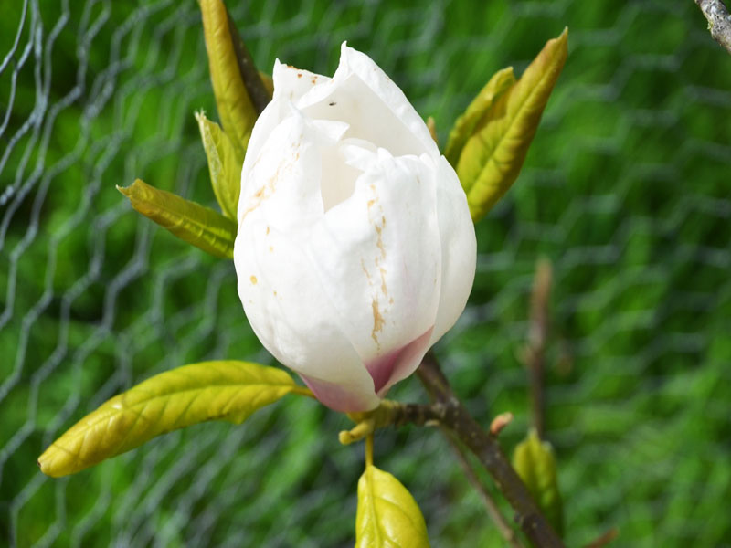 Magnolia sprengeri ‘Daisy Diva’, flower. Caerhays Castle, Goran, Cornwall, United Kingdom.