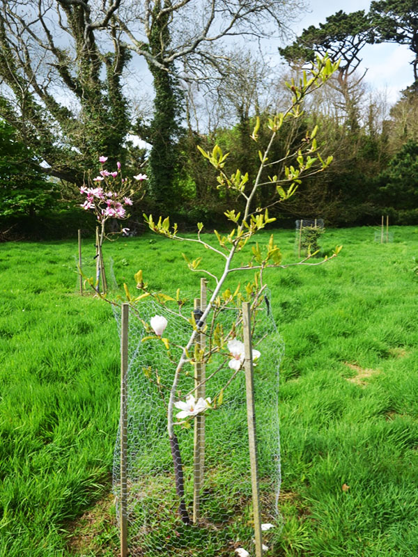 Magnolia sprengeri ‘Daisy Diva’, form. Caerhays Castle, Goran, Cornwall, United Kingdom.