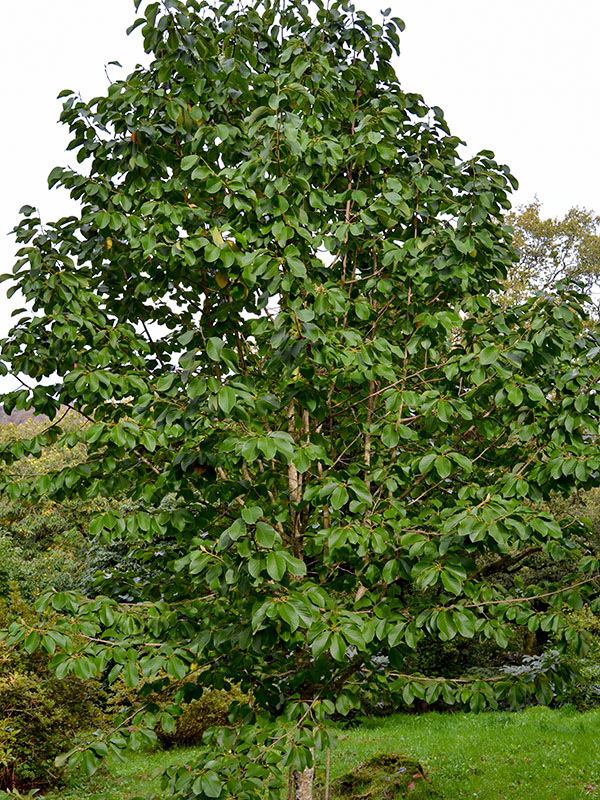 Magnolia-sprengeri-var-diva-Copeland-Court-frm.jpg