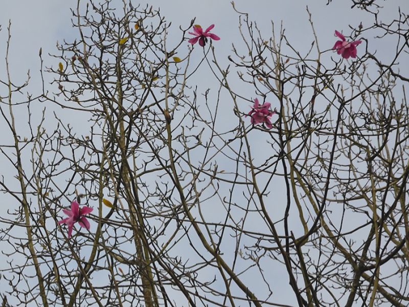 Magnolia sprengeri var. diva 'Lanhydrock', flower. Lanhydrock House and Garden, Bodmin, Cornwall, United Kingdom. 