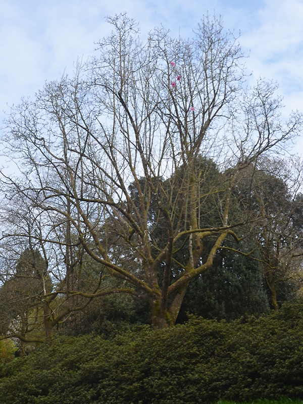 Magnolia sprengeri var. diva 'Lanhydrock', form. Lanhydrock House and Garden, Bodmin, Cornwall, United Kingdom. 
