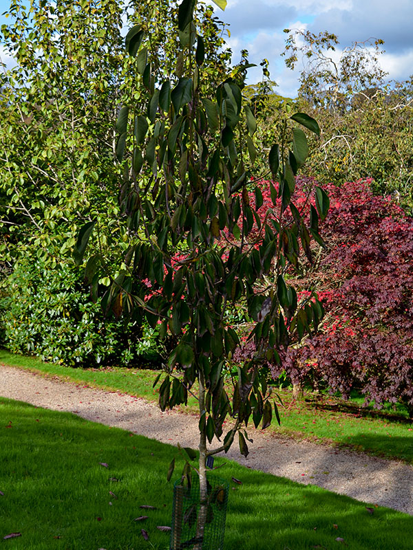 Magnolia-sprengeri-var-diva-Marwood-Spring-frm.jpg