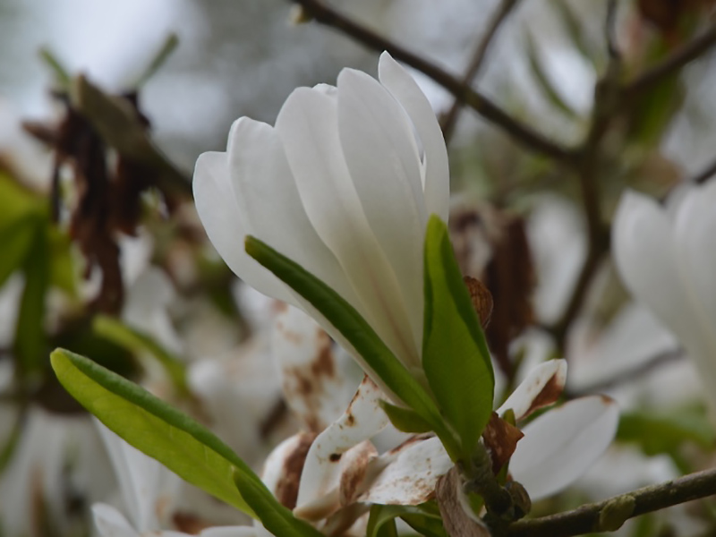 Magnolia stellata 'Centennial', flower. Lanhydrock House and Garden, Bodmin, Cornwall, United Kingdom. 