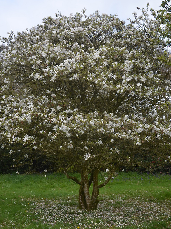 Magnolia stellata 'Centennial', form. Lanhydrock House and Garden, Bodmin, Cornwall, United Kingdom. 
