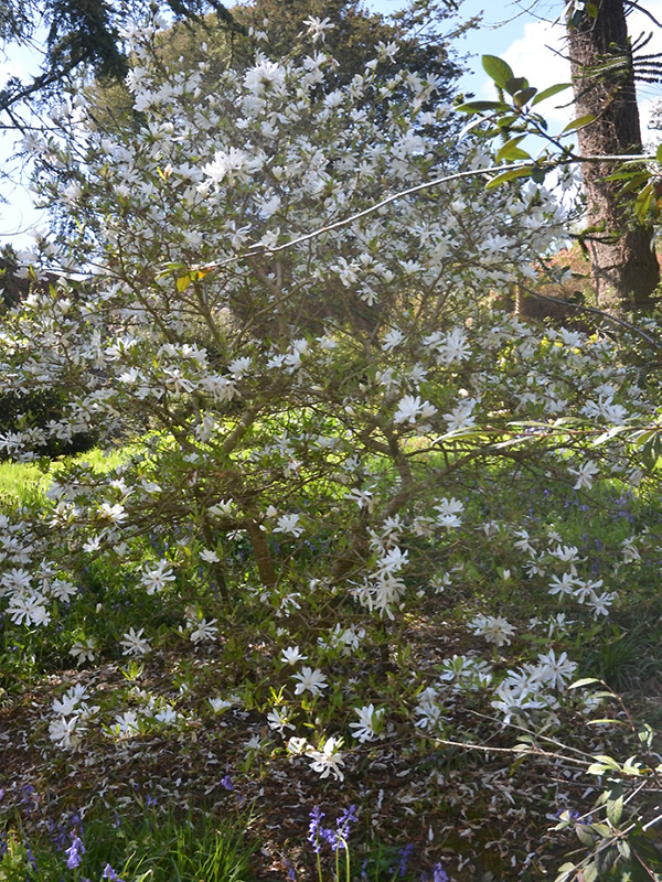Magnolia stellata 'Centennial', form. Caerhays Castle, Goran, Cornwall, United Kingdom.