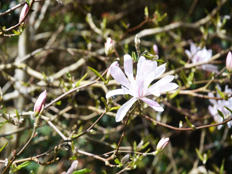 Magnolia stellata ‘Keiskei’, flower. Caerhays Castle, Goran, Cornwall, United Kingdom.