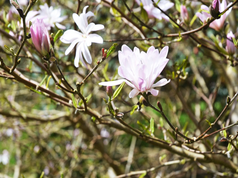 Magnolia stellata ‘Keiskei’, flower2. Caerhays Castle, Goran, Cornwall, United Kingdom.