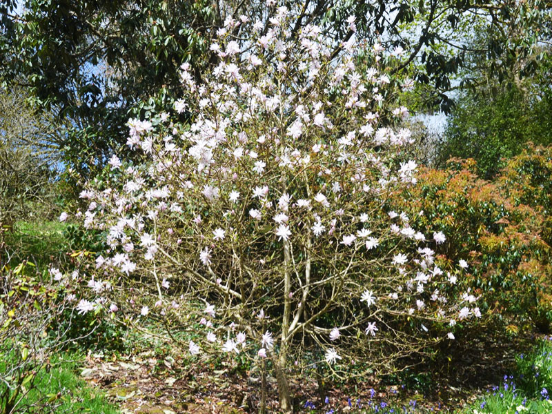 Magnolia stellata ‘Keiskei’, form. Caerhays Castle, Goran, Cornwall, United Kingdom.