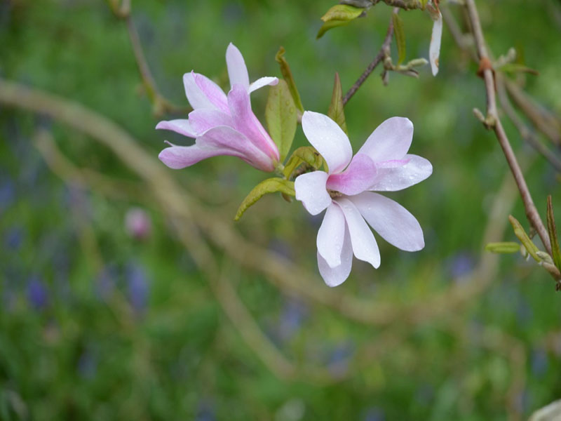 Magnolia x lobneri 'Leonard Messel', flower, Caerhays Castle, Goran, Cornwall, United Kingdom.