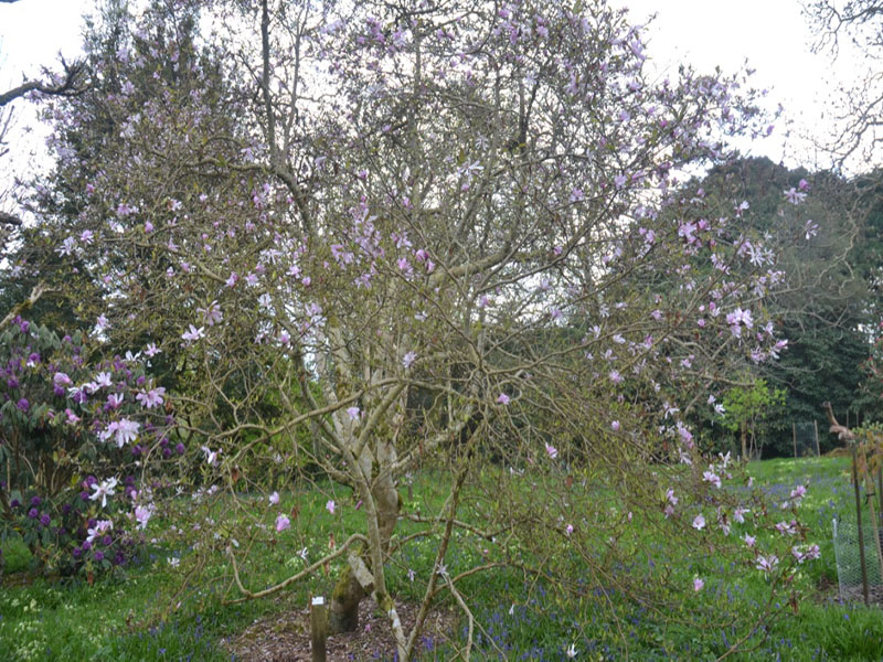 Magnolia x lobneri  'Leonard Messel', form, Caerhays Castle, Goran, Cornwall, United Kingdom.