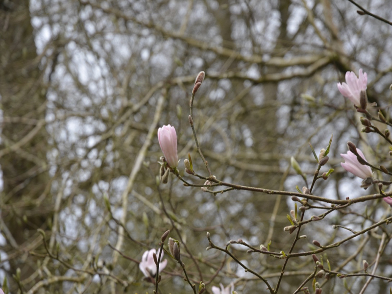 Magnolia stellata  'Rosea', flower bud, Lanhydrock House and Garden, Bodmin, Cornwall, United Kingdom. 
