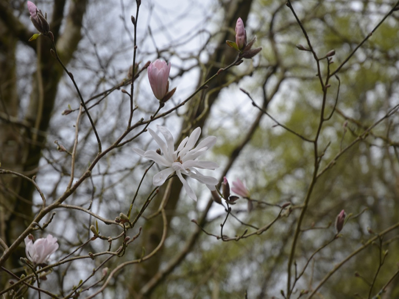 Magnolia stellata  'Rosea', flower, Lanhydrock House and Garden, Bodmin, Cornwall, United Kingdom. 