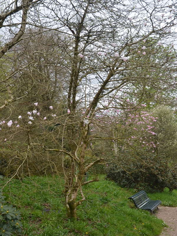 Magnolia stellata  'Rosea', form, Lanhydrock House and Garden, Bodmin, Cornwall, United Kingdom. 