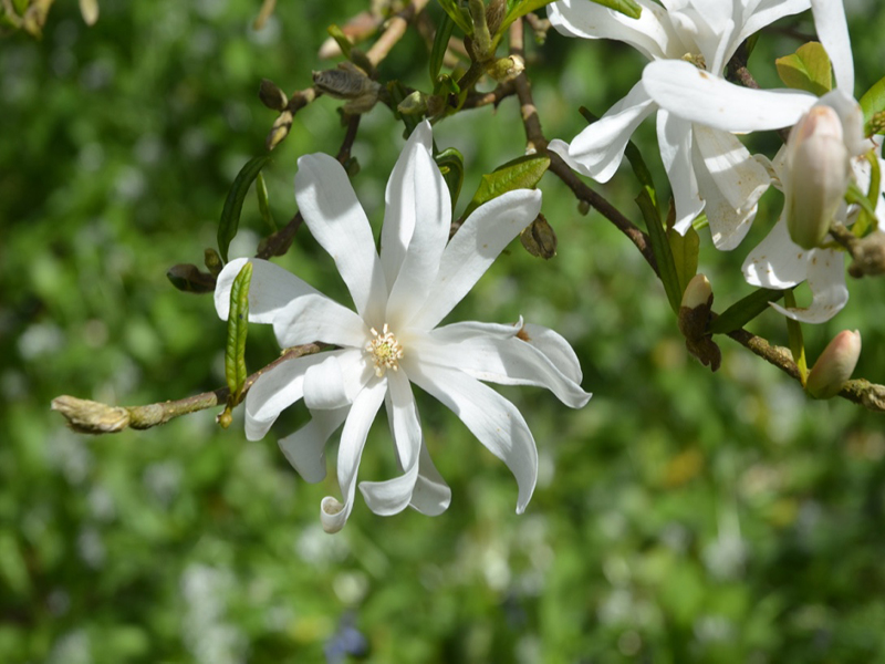 Magnolia stellata 'Royal Star', flower, Caerhays Castle, Goran, Cornwall, United Kingdom.