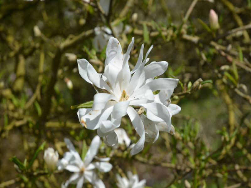 Magnolia stellata 'Royal Star', flower, Caerhays Castle, Goran, Cornwall, United Kingdom.
