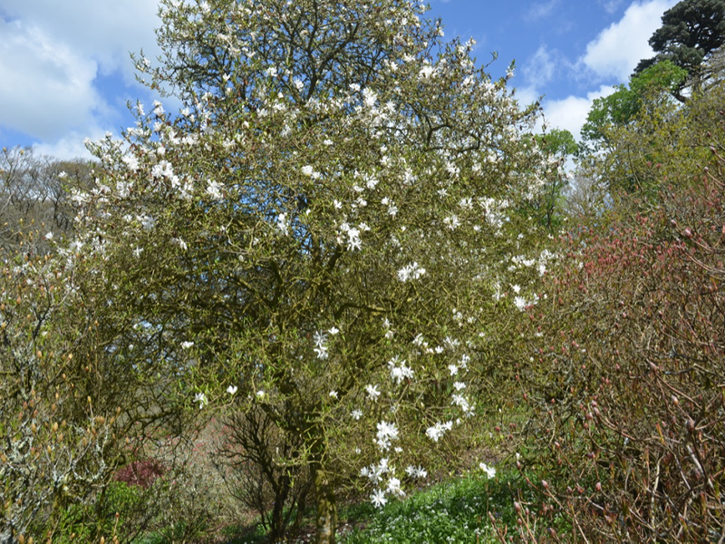 Magnolia stellata 'Royal Star', form, Caerhays Castle, Goran, Cornwall, United Kingdom.