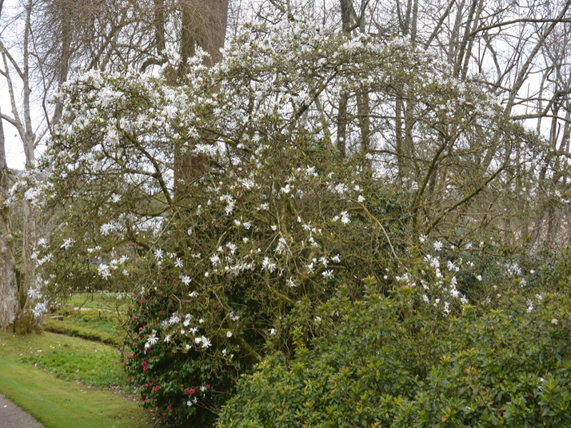 Mgnolia stellata 'Royal Star', form, Lanhydrock House and Garden, Bodmin, Cornwall, United Kingdom. 