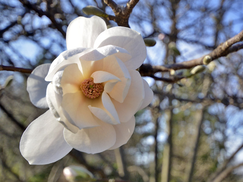 Magnolia stellata, flower.