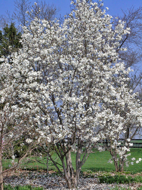 Magnolia stellata, form.