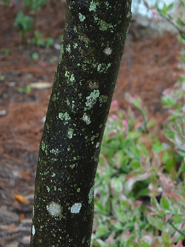 Magnolia virginiana var. australis, bark. Harry P. Leu Gardens, Orlando, Florida, United States of America.