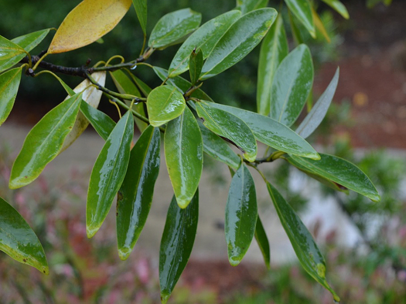 Magnolia virginiana var. australis, leaf. Harry P. Leu Gardens, Orlando, Florida, United States of America.
