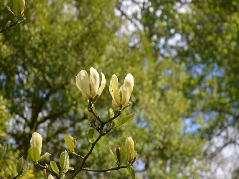 Magnolia x acuminata 'Butterflies', flower, Caerhays Castle, Goran, Cornwall, United Kingdom.