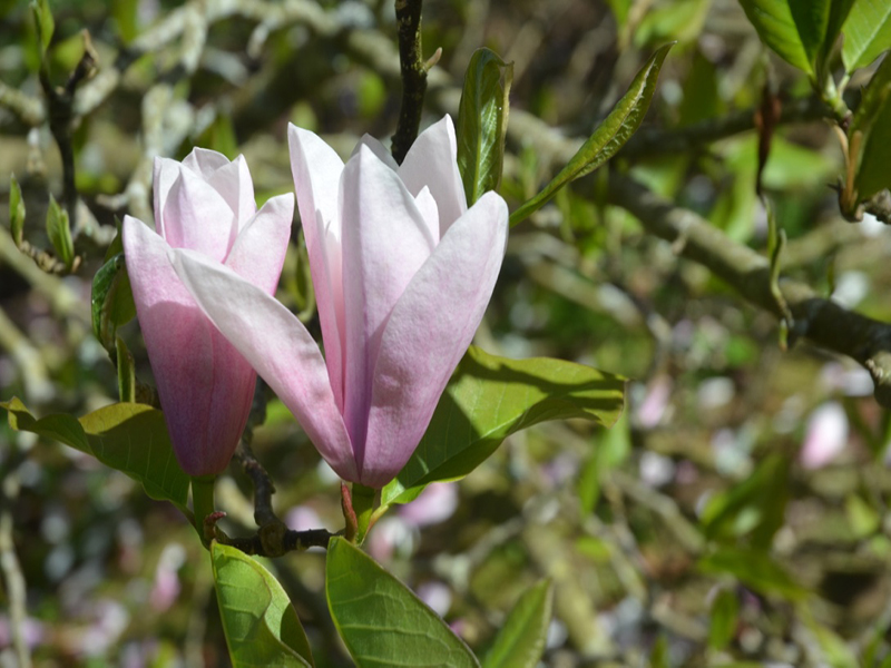 Magnolia 'Spectrum', flower, Caerhays Castle, Goran, Cornwall, United Kingdom.